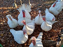 Тамбовщина может стать первой в России по производству индейки