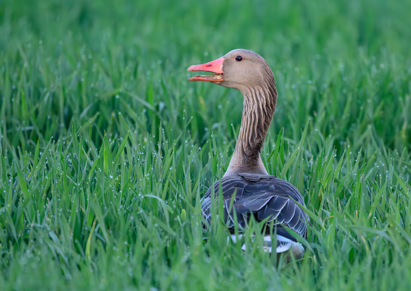 Канадским военным рекомендовали отступать при атаке гусей