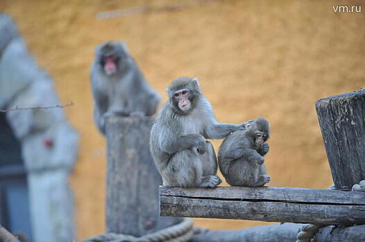 Изъятые сотрудниками аэропорта Домодедово яванские макаки отправятся жить в зоопарк Саранска