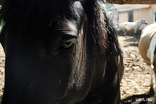 Ветеринар Шишкина: порода русской верховой лошади может исчезнуть за два года