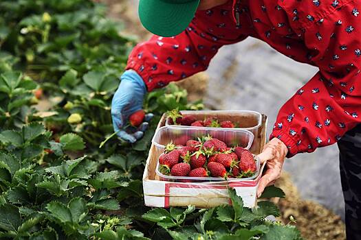 В России предрекли спад цен на клубнику