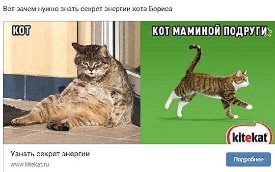 Кот из Энгельса стал «лицом» рекламы МегаФона и Kitekat