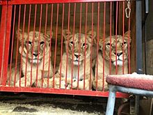 Орловцев просят помочь голодным цирковым львам