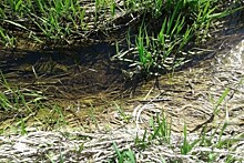 Результаты анализов проб воды в реке Нора: показатели в норме
