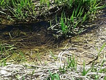 Результаты анализов проб воды в реке Нора: показатели в норме