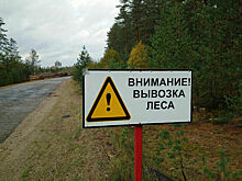 Комитет ГД поддержал штрафы за несоблюдение требований при обороте древесины