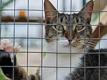 Сервис "Моспитомец" поможет животным найти новый дом – предприниматель