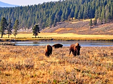 Парк Йеллоустоун предупредил гостей после нескольких инцидентов подряд