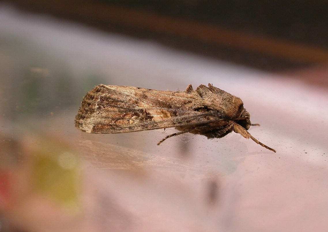 Почему один вид моли угрожает кукурузе  и как фермеры борются с ним