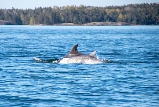В Финском заливе очевидцы заметили двух дельфинов