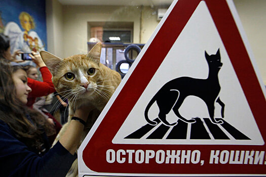 В России откроют подвалы для бездомных животных