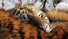 Защитники природы в День тигра получат внедорожники
