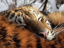 В Лазовском заповеднике Приморья нашли тигрицу с тигрятами