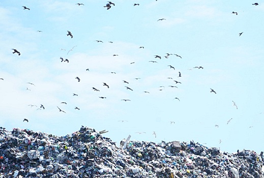 Свалку на правом берегу Новосибирска до 2029 года не построят