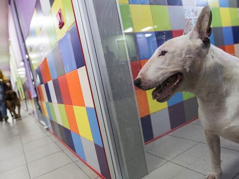 Как подготовить питомца к пребыванию в зоогостинице