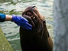 В Калининградском зоопарке умер старейший в мире сивуч Ким