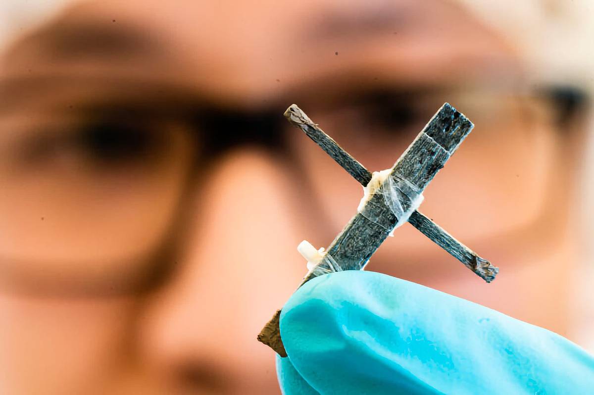 Создан первый в мире транзистор из дерева