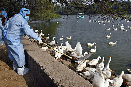 Вирусолог: карантин по гриппу птиц в двух районах Москвы не ограничит граждан в прогулках