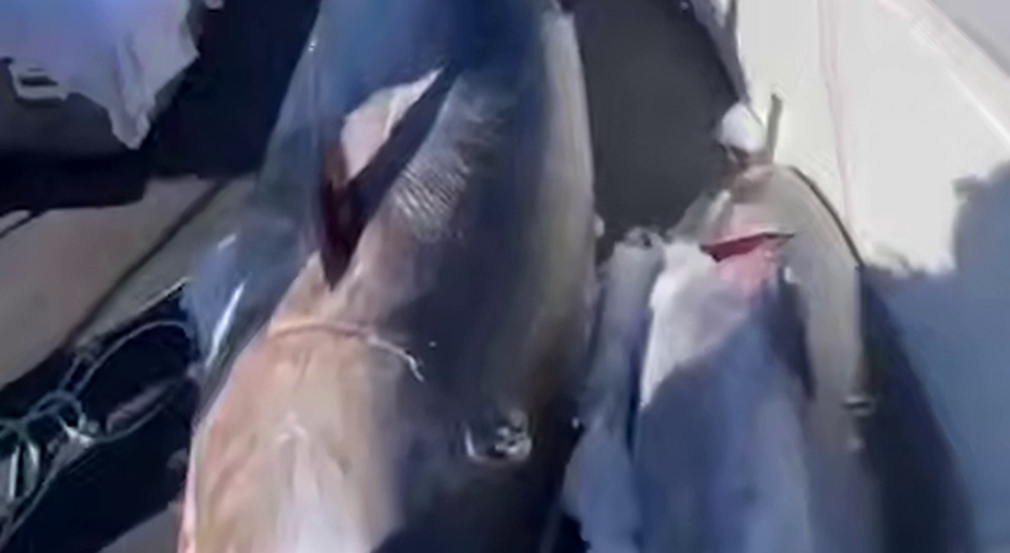 На Курилах поймали тунца-гиганта стоимостью более миллиона долларов