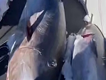 На Курилах поймали тунца-гиганта стоимостью более миллиона долларов