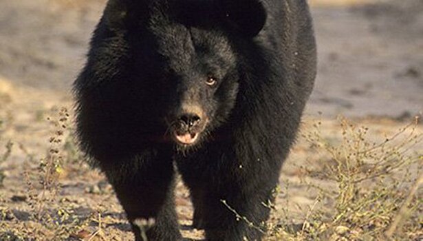 В японский Саппоро забрел медведь