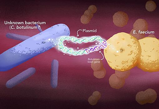 Новый тип токсина ботулизма нашли у почти безвредной бактерии