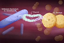 Новый тип токсина ботулизма нашли у почти безвредной бактерии
