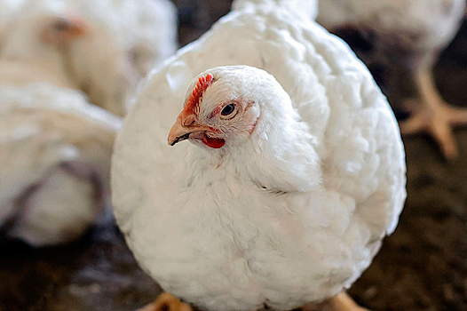 На Дону выявлено мясо цыплят-бройлеров с антибиотиков от паразитов