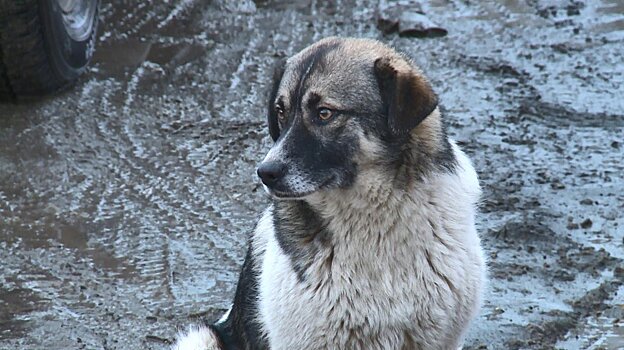 В Пензенской области собакам будут вживлять отслеживаемые чипы