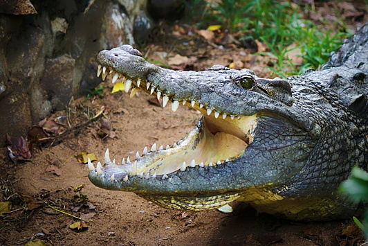 Крокодил растерзал мужчину на глазах у людей
