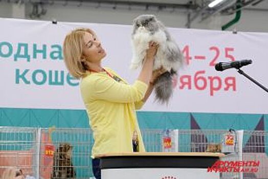 В Перми открылась международная выставка кошек-2018