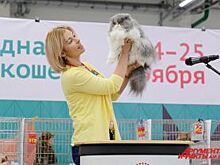 В Перми открылась международная выставка кошек-2018