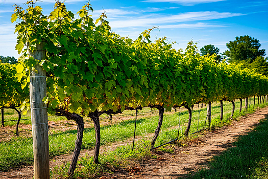 Найдена самая старая в мире виноградная лоза