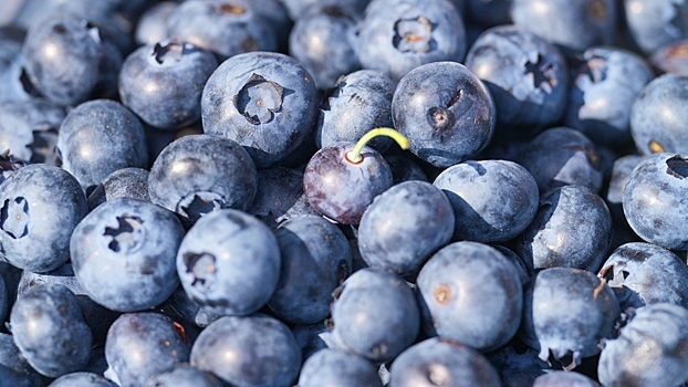 Сезон голубики. Как собирают ягоду и в чем ее польза?