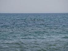 Белух из приморской «китовой тюрьмы» будут перевозить по новому маршруту