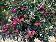 Дачникам назвали самые чувствительные к заморозкам культуры