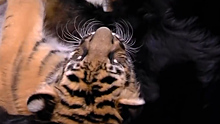 Австралийская овчарка стала мамой для редких тигрят