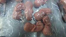 Женщина попыталась провезти в Ленобласть из Эстонии 200 «человеческих эмбрионов»