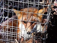 В приморском парке "Земля леопарда" начали проверять здоровье мелких хищников