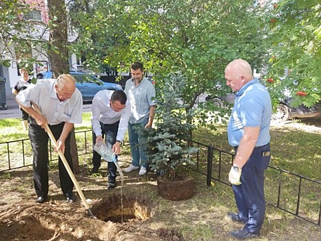 У обелиска на ул. Грина высадили голубые ели