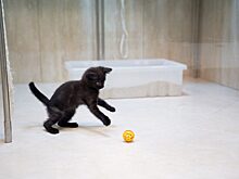 Кошка из курского приграничья будет выступать в театре Юрия Куклачёва