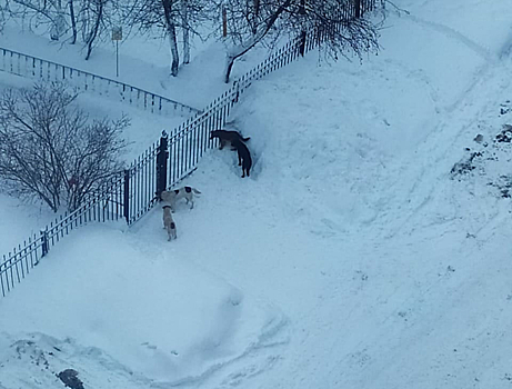 Бродячие собаки облюбовали окрестности детских садов в Кемерове