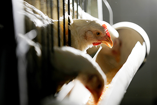 Москвичи забили тревогу из-за запертых в салоне авто кур