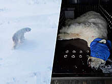 На Таймыре напавшую на людей белую медведицу перевезут в зоопарк