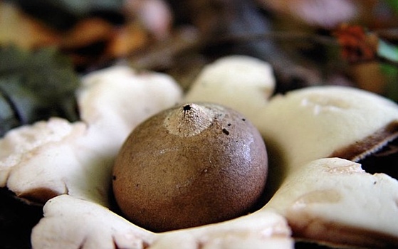 Редкий краснокнижный гриб нашли в России