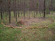 Мужчина нашел в Подмосковье «ведьмины круги»