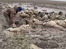 На севере Дагестана 250 овец застряли в грязевой массе и погибли