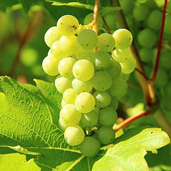 Eden Research будет поставлять во Францию биофунгицид для винограда