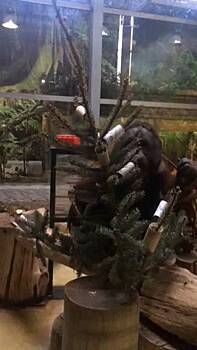 Орангутан Антон из Калининградского зоопарка разобрал новогоднюю елку