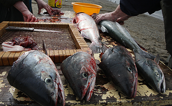Как норвежский лосось превратился в Франкенштейна
